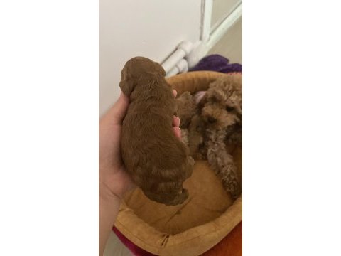 1 haftalık poodle bebekler