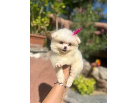 Tilki surat pomeranian boo yavrularım