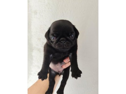 Gül kuyruk pug mops yavrular