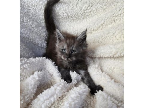 Black smoke erkek üst kaliteli maine coon
