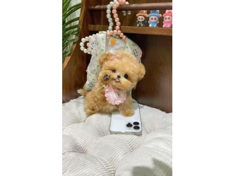 Kapıda ödemeli toy poodle bebeklerim