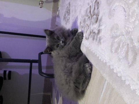 Eşyalarıyla aşılı british longhair