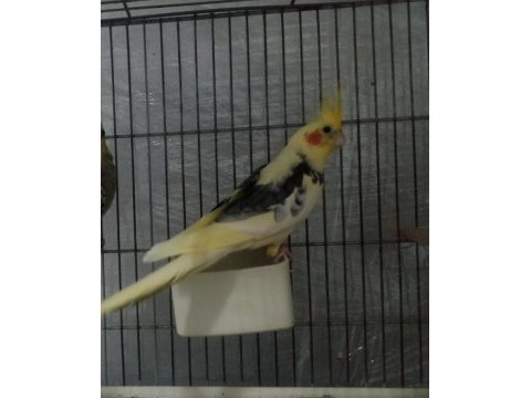 5-6 aylık erkek sultan papağanı