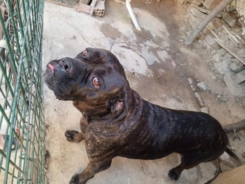 Dişi cane corso