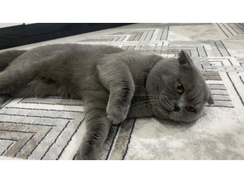Scottish fold kedisi 1 yaşında