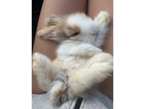 Hollanda lop tavşanı