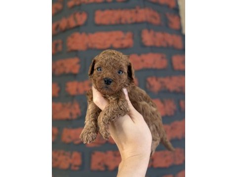 Poodle bebeklerim yeni ailelerimi arıyor