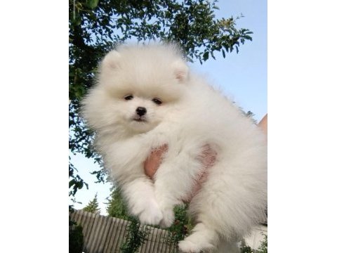 Fcı export sçr belgeli teddy bear face pomeranian