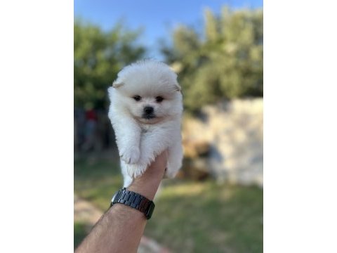 Pomeranian yavrularımız 
