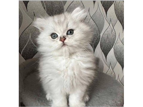 Saf kan british longhair