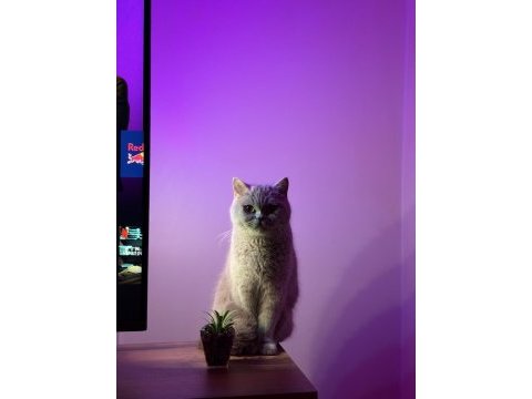 British shorthair sağlıklı