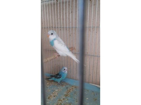 Dişi ve erkek yavru, anaç veya çift muhabbet kuşları