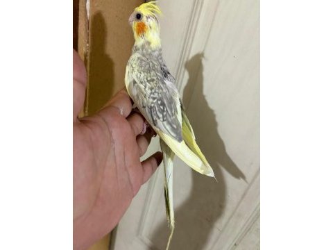 Evlere maskot 51 günlük renk güzeli sultan bebek