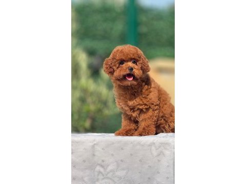 Show kalite redbrown toy yavrularımız