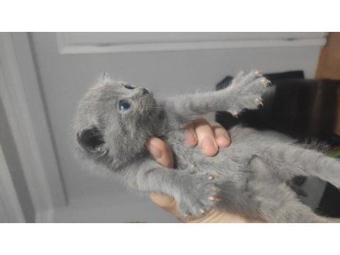 Hemen teslim mükemmel scottish fold tuvalet eğitimli