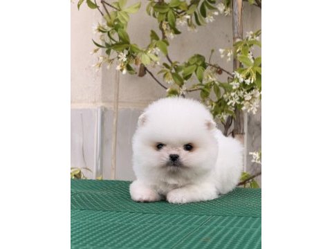 Pomeranian bobby