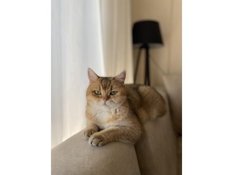Full scr dişi british shorthair golden