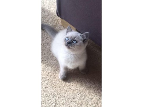 A+ bluepoint orjinal british shorthair yavrular