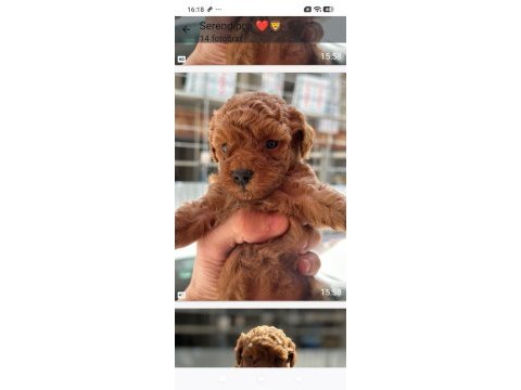 A kalite poodle bebekler