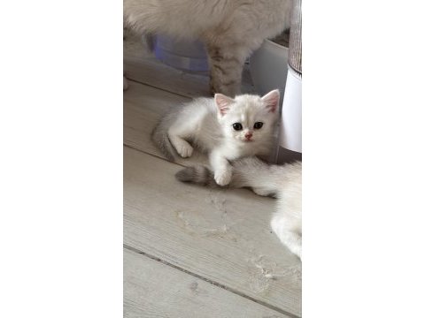 Muhteşem inci taneleri kedilerim yuvanıza uğur getirsin