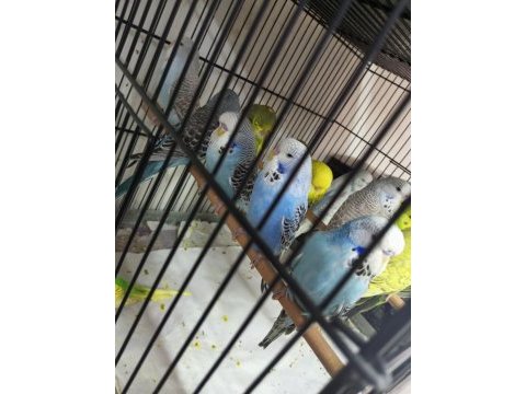 Jumbo muhabbet kuşu bayram şekerleri maşallah