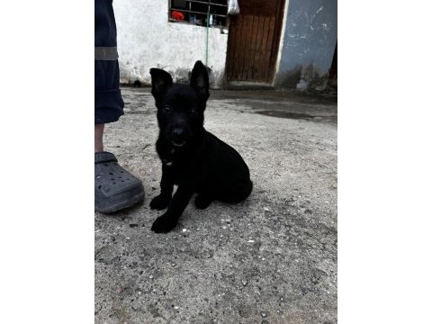 Yurtdışı kan hattı belçika kurdu yavruları