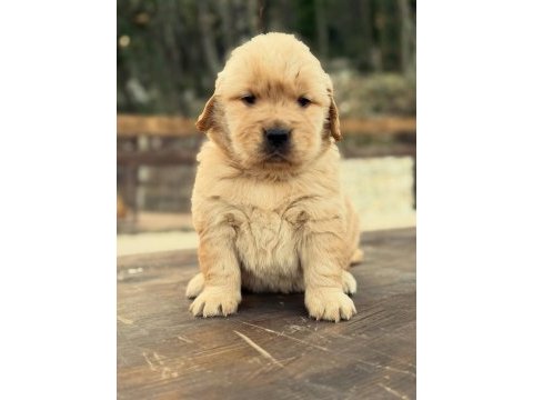 Golden retriever yavruları 
