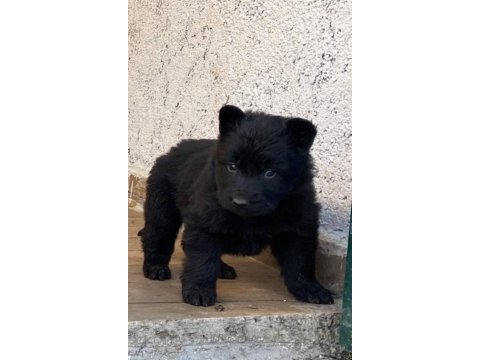 Solid alman kurdu yavruları
