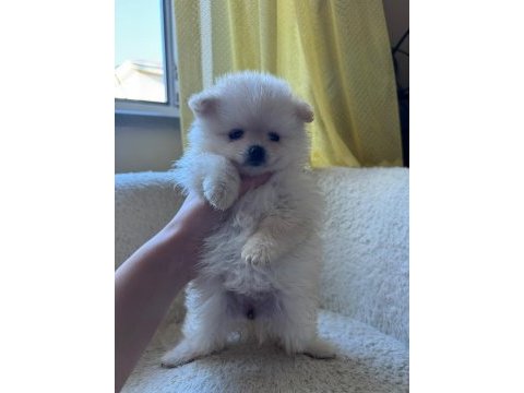Pomeranian boo yavrularımız
