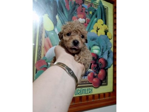 Toy poodle yavrular