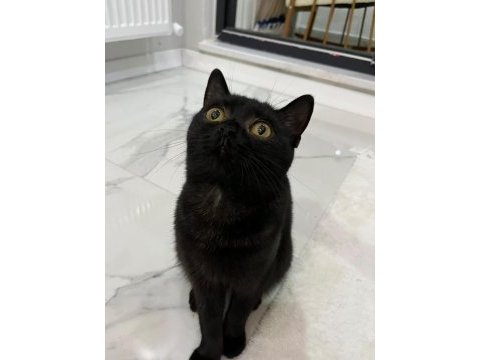 1 tane british shorthair 1 tane british longhair