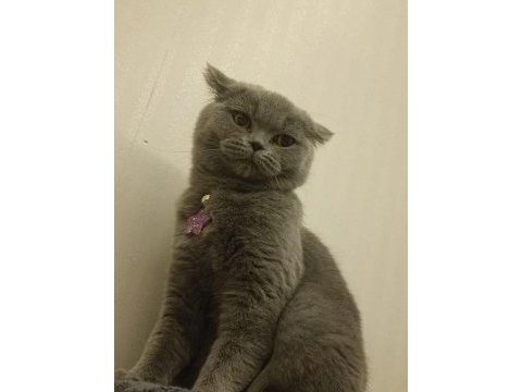 British shorthair kızımıza yeni yuva arıyoruz