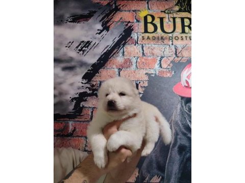 Samoyed bebekler için acele edin