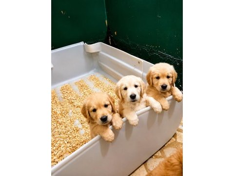 Safkan golden retriever yavrular