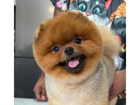 15 aylık kusursuz erkek teddy bear surat pomeranian