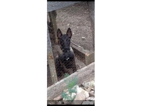 Güzel maskeli malinois yavrumuz yeni yuvasına gitmeye hazır