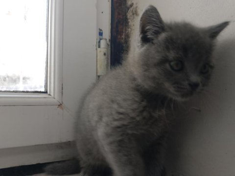 Erkek yavru british shorthair