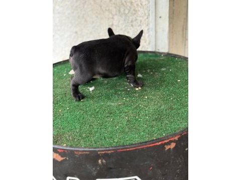 Fransız bulldog köpeğimiz