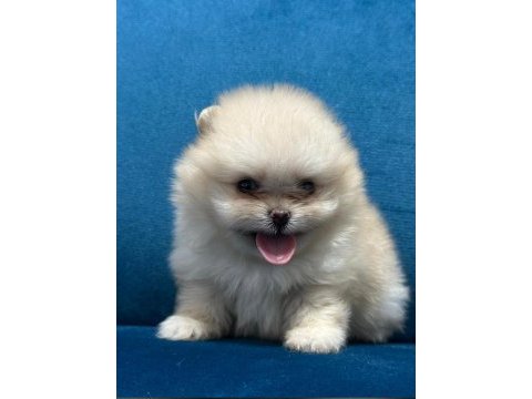 Pomeranian yavrularımız
