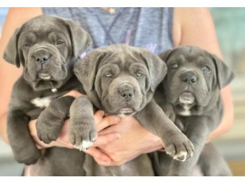 Cane corso kapıda ödemeli çiftlik kredi kartı geçer