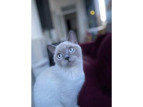 British shorthair şila yeni yuvasını arıyor