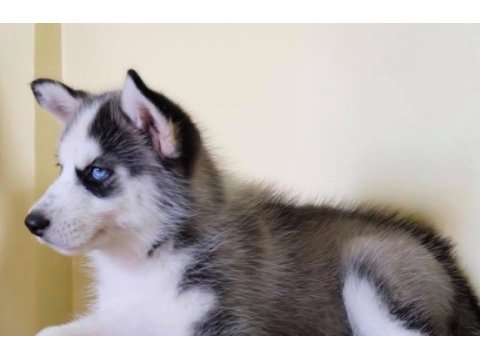 Husky sibirya yavruları