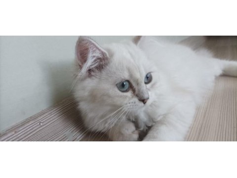 British longhair kızımıza yeni yuva