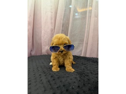 Teddy face maltipoo 