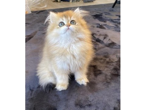Yüksek kalite golden ny12 dişi british longhair