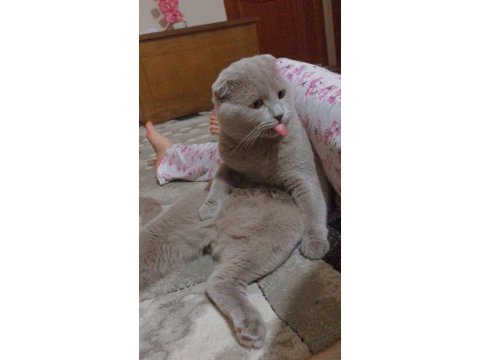Erkek scottish fold kedimi sahiplendireceğim