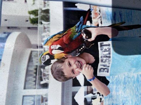 Damızlık dişi erkek macaw papağanı