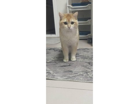 British longhair golden kedim