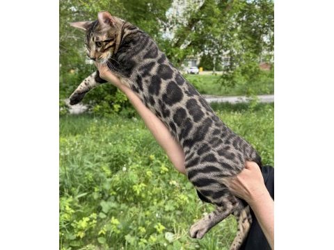 A kalite bengal kedisi erkek