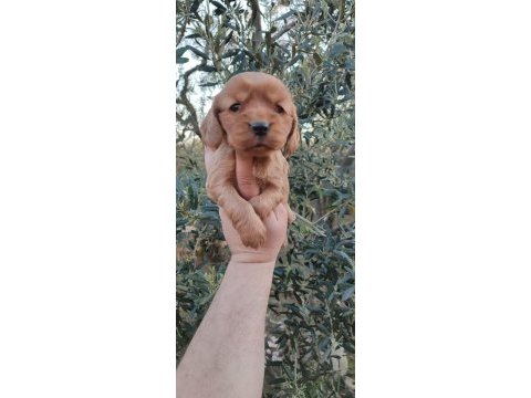 American cocker